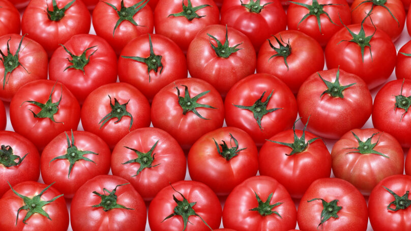 В Калининградскую область запрещен ввоз 30 тонн помидоров из Франции и Литвы