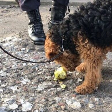 В Калининграде сапёры накормили собаку содержимым «подозрительной» сумки