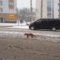 Приключения лисы в Калининграде продолжаются