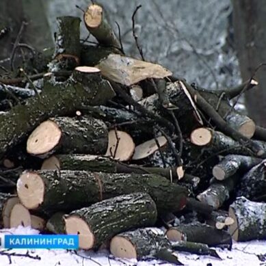 В Калининграде началась обрезка деревьев на площади Победы