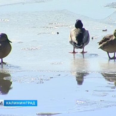 В Калининградскую область возвращается зима