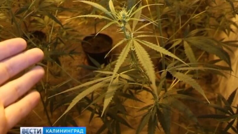  Калининградский «сити-фермер» выращивал в доме коноплю