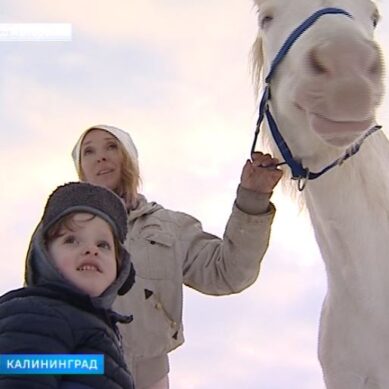 Калининградцы помогают владелице конюшни под Зеленоградском прокормить дрессированных лошадей