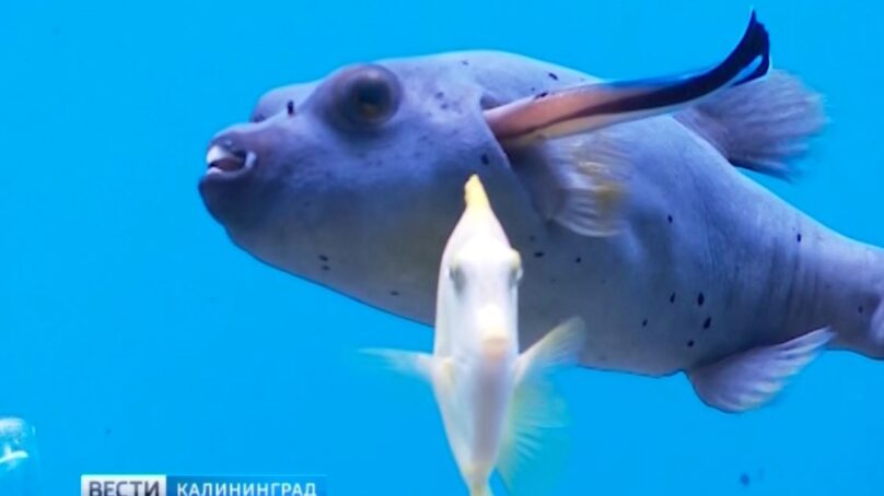 В Музее Мирового океана поселились две рыбы-собачки
