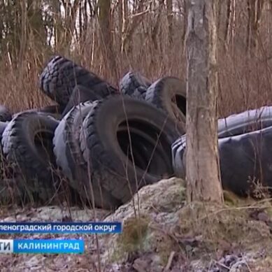 В Зеленоградском городском округе общественники в лесу обнаружили свалку покрышек
