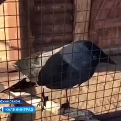 В парке птиц при женском монастыре в Славске появился говорящий галчонок