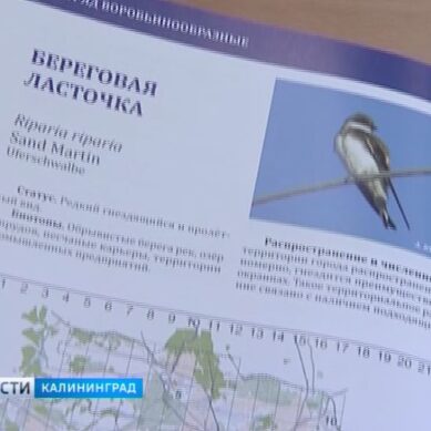 В Калининграде издали первый в истории атлас гнездящихся птиц