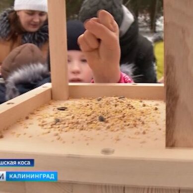 Дети установили на Куршской косе более десятка кормушек и наполнили их зерном