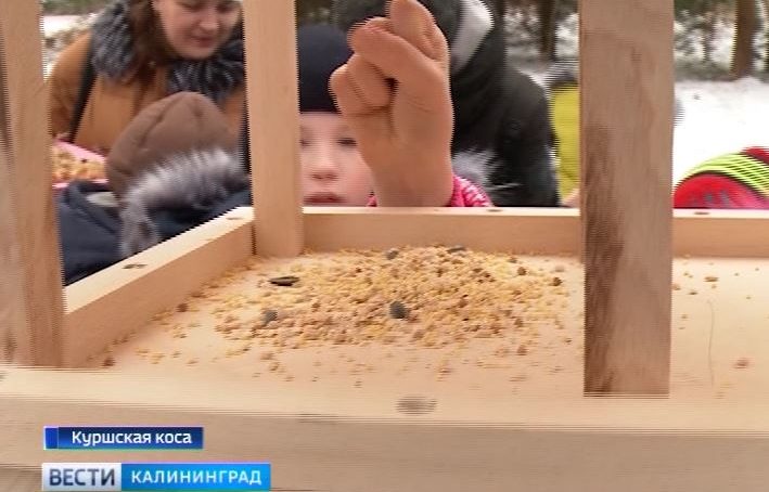 Дети установили на Куршской косе более десятка кормушек и наполнили их зерном