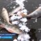 Отчаянные любители зимней рыбалки уже бурят лунки на востоке Янтарного края