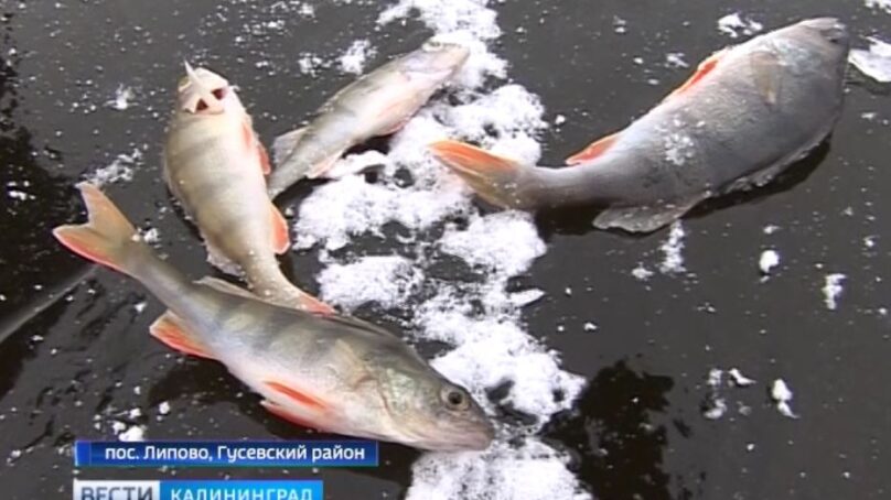 Калининградских любители зимней рыбалки оштрафовали на 59 тыс. рублей