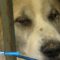 Собак, спасённых волонтёрами и калининградскими «Вестями» от голода, лечат и откармливают