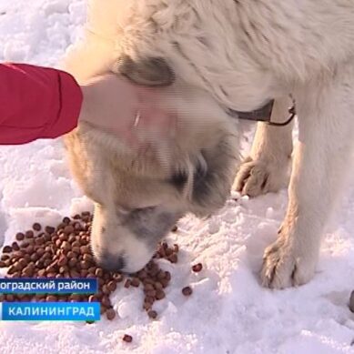 Жадно едят выпавший снег: в Калининградской области нашли «тюрьму» для собак