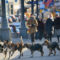 К ЧМ-2018 калининградское НКО «Право на жизнь» отловит бродячих собак за 8,7 млн рублей