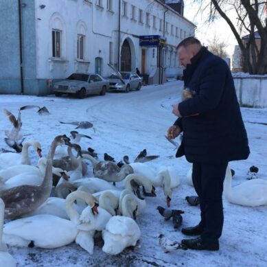 В Балтийске для лебедей организовали временный пункт обогрева