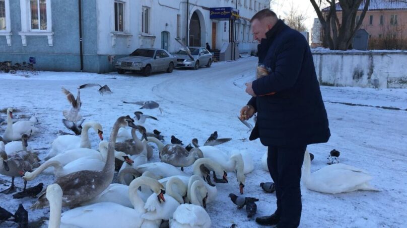 В Балтийске для лебедей организовали временный пункт обогрева