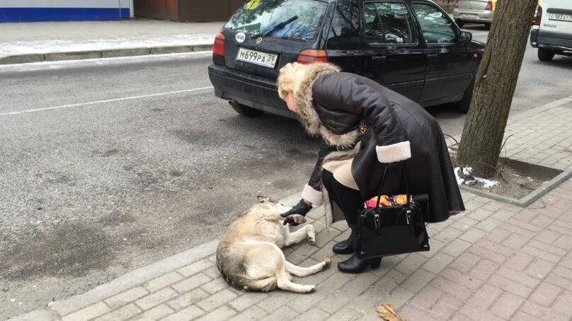 Жители Светлогорска собирают подписи против травли бродячих собак