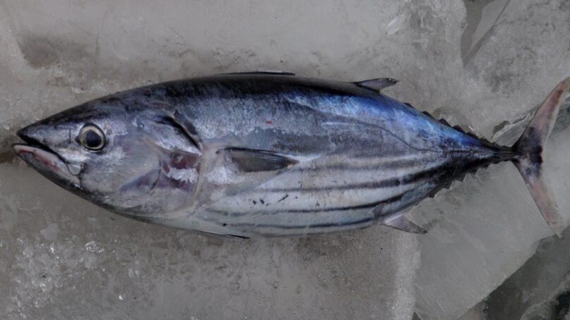 В Калининградской области приостановлен выпуск 23 тонн мавританского тунца