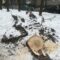 В Калининграде на улице Калужской вырубили 4 дерева