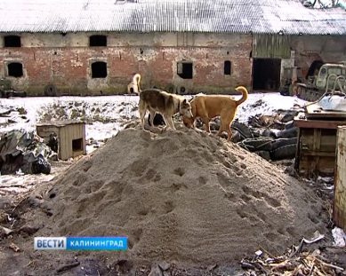 Общественники заявили, что в Калининграде снижается число бездомных животных