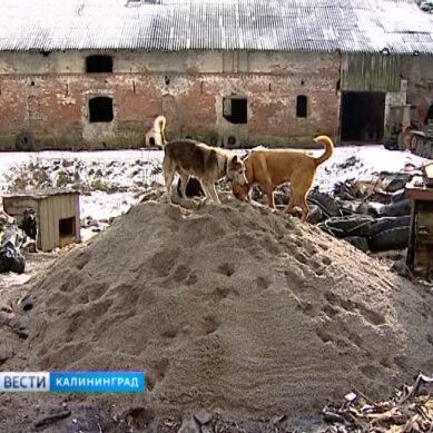 Общественники заявили, что в Калининграде снижается число бездомных животных
