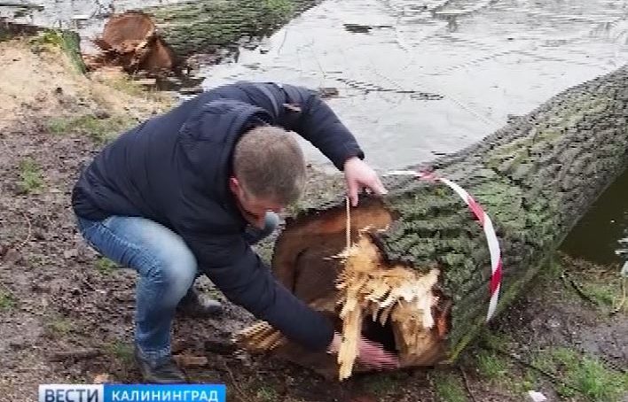 Жительница Балтийского района напилила деревьев на 7 лет тюрьмы