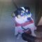Полицейские раскрыли кражу породистого пса в Светлогорске