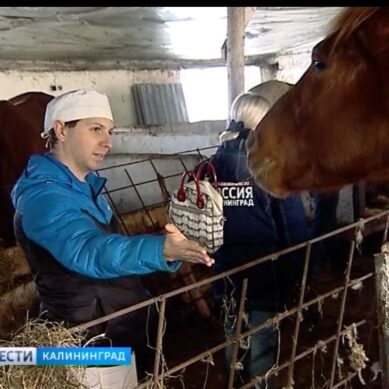 Коневладельцы и ветеринары оценили состояние замученных в Гурьевском районе лошадей