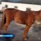 Хозяйке замученных лошадей в Гурьевском районе может грозить до пяти лет лишения свободы