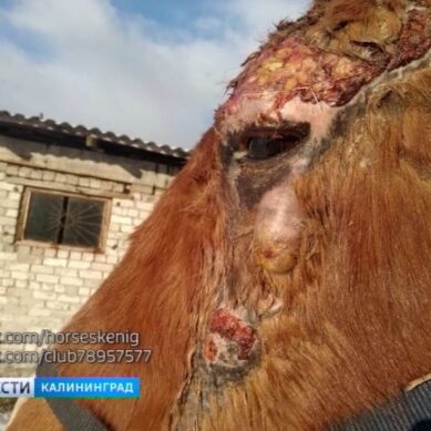 Зоозащитники: в посёлке Гурьевского района лошадей держат на улице и не кормят