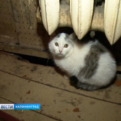 В Московском районе Калининграда жители одного из домов замерзают без отопления