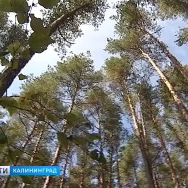 В Калининградской области стартовала акция «Всероссийский день посадки леса»