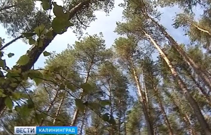 В Калининградской области стартовала акция «Всероссийский день посадки леса»