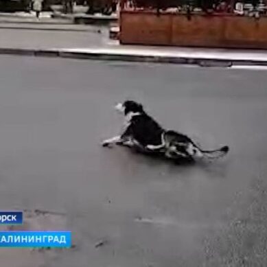 Очевидцы рассказали, как умирала отравленная собака в центре Светлогорска
