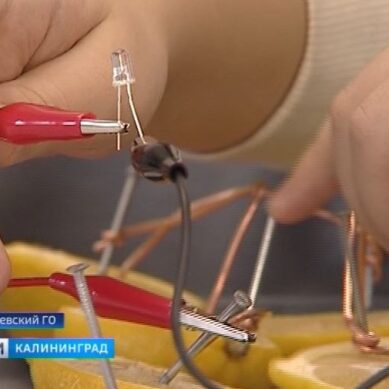 «Электрический лимон»: в Калининградской области впервые прошёл чемпионат по нейротехнологии