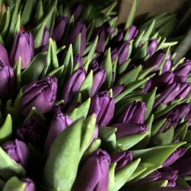 К Восьмому марта калининградские таможенники проверили 492 тонны цветов