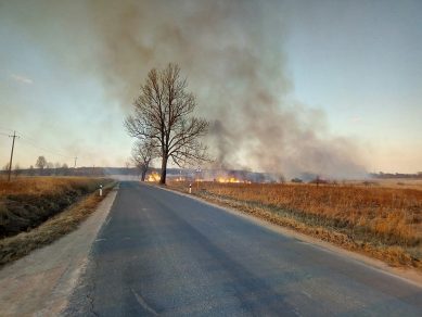 МЧС предупреждает о пале травы в Калининградской области