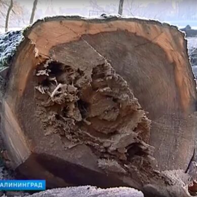 Алиханов: Мораторий на вырубку и обрезку деревьев в Калининграде должен быть сохранен