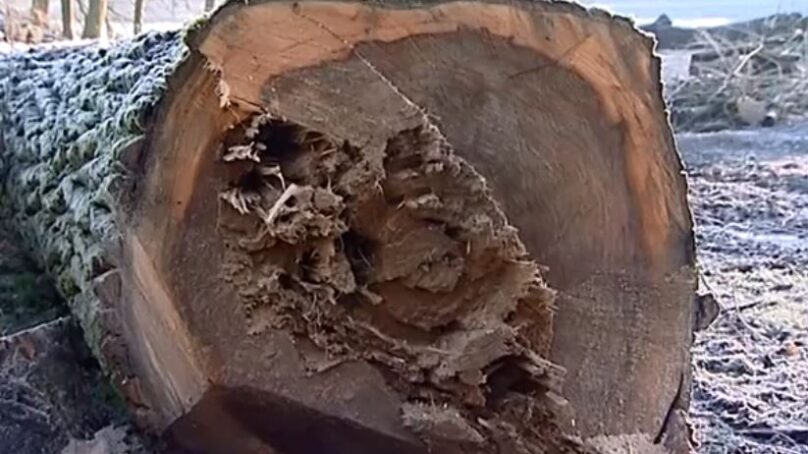 Алиханов: Мораторий на вырубку и обрезку деревьев в Калининграде должен быть сохранен