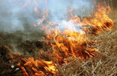 Под Калининградом провели операцию по предотвращению лесных пожаров