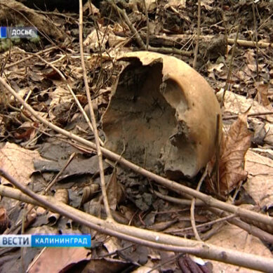 Застройщиков Калининграда хотят наказывать за сокрытие найденных человеческих останков