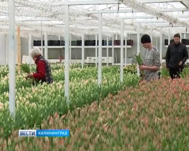 В Калининградской области в преддверии 8 Марта вырастили новые сорта цветов