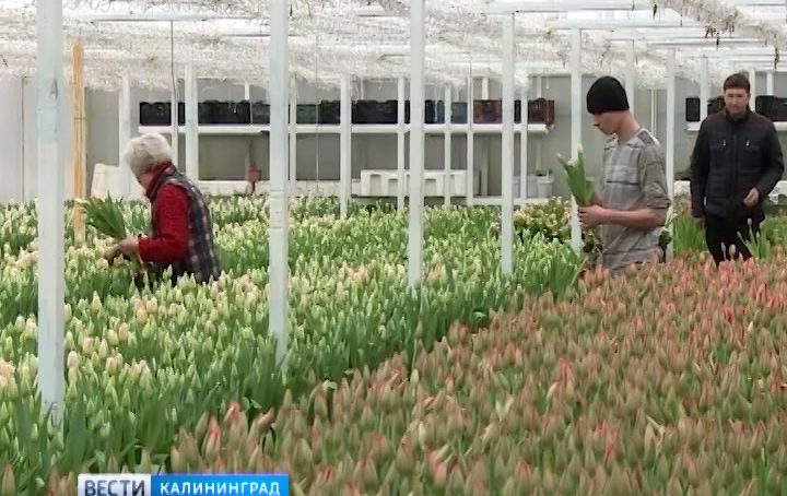 В Калининградской области в преддверии 8 Марта вырастили новые сорта цветов