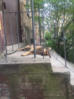 В Калининграде нашли убитых собак. Их застрелили