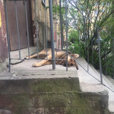 В Калининграде нашли убитых собак. Их застрелили