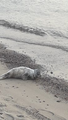 На пляжах Калининградской области замечены тюлени