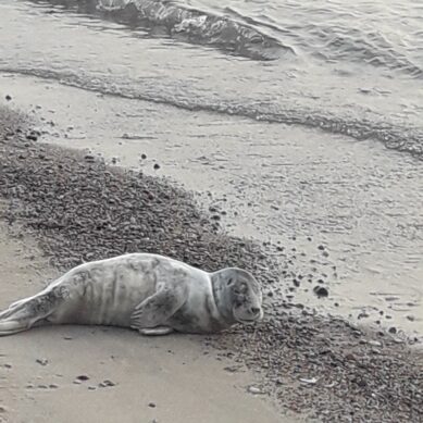 На пляжах Калининградской области замечены тюлени