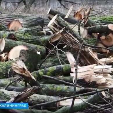 Житель Черняховска украл 14 поваленных деревьев