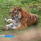 В Калининградском зоопарке потренировались в ловле сбежавшего тигра