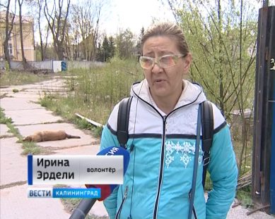 Волонтёры обратятся в полицию, чтобы найти живодёров, застреливших собак в Калининграде